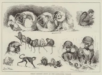 Große Affenshow im Alexandra Palace